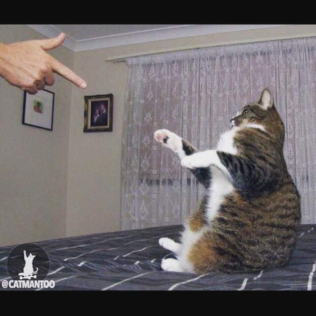 Didga, Диджа, самый талантливый кот в мире
