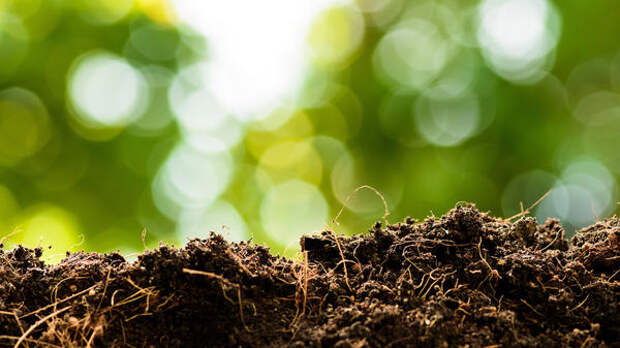 В почве создается особый набор микроорганизмов, появляются марганцевые активные бактерии, это ускоряет почвообразование во много раз, и накапливается долгоиграющий стабильный гумус