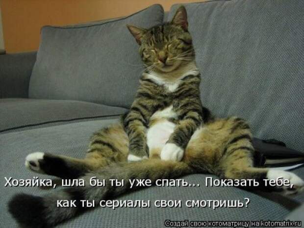 Отличная котоматрица для поднятия настроения (40 фото)