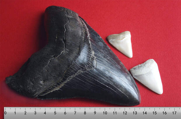 Зубы мегалодон рядом с зубами белой акулы