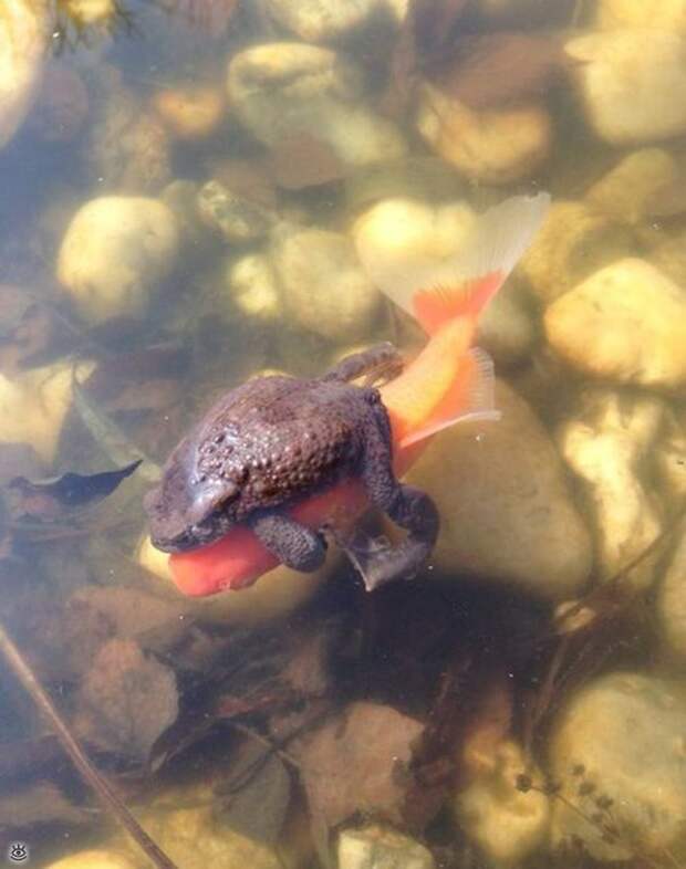 Забавные и позитивные фотки 13