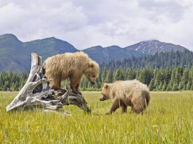 six-million-acres-of-land-are-inhabited-by-a-diverse-group-of-wildlife-in-denali-national-park-and-preserve-alaska-from-grizzly-bears-and-caribou-to-chickadees-and-arctic-ground-squirrels