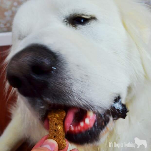 Great Pyrenees Loves Treats