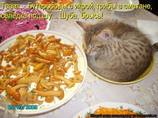 Кошкоматрицы.