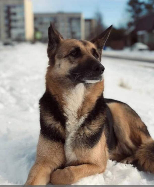 Собаку погибшего бойца СВО, которая много месяцев ждала его на остановке, нашли мёртвой