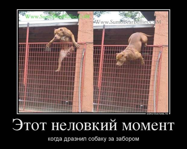 Демотиваторы демотиваторы
