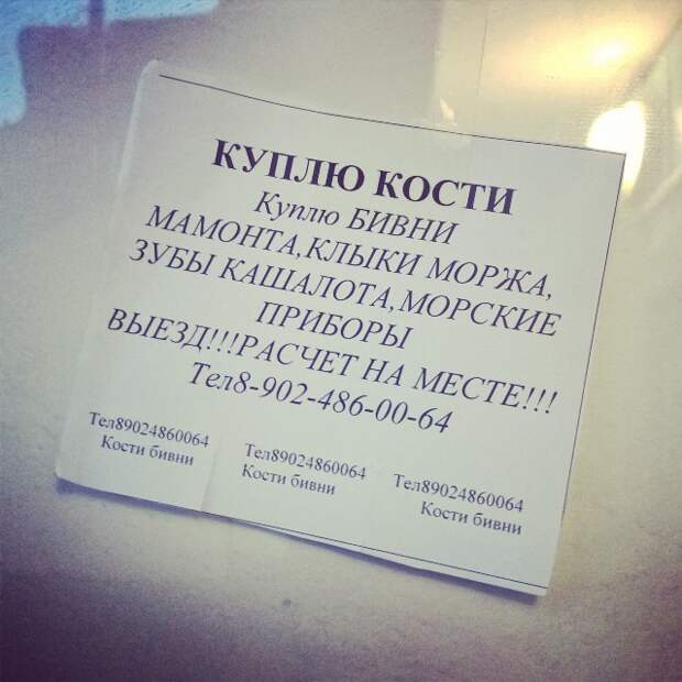 Нужно моему мамонту бивни отпилить, хоть какая-то от него польза будет... люди, объявления, подъезд, позитив, юмор