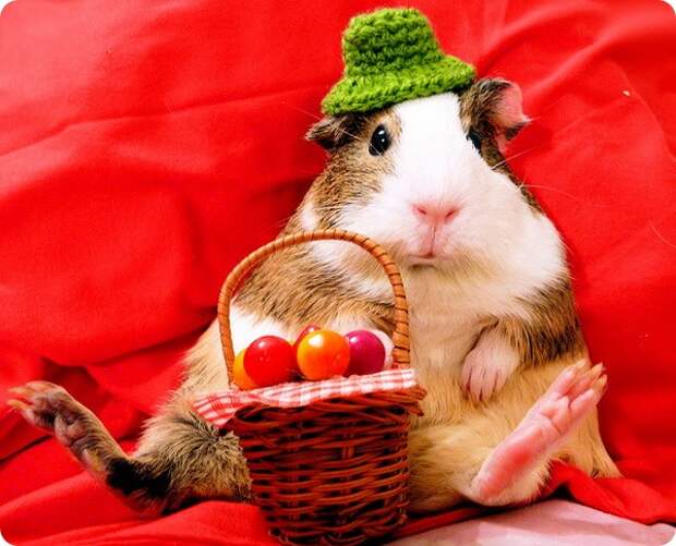 Морская свинка (лат. Cavia porcellus)