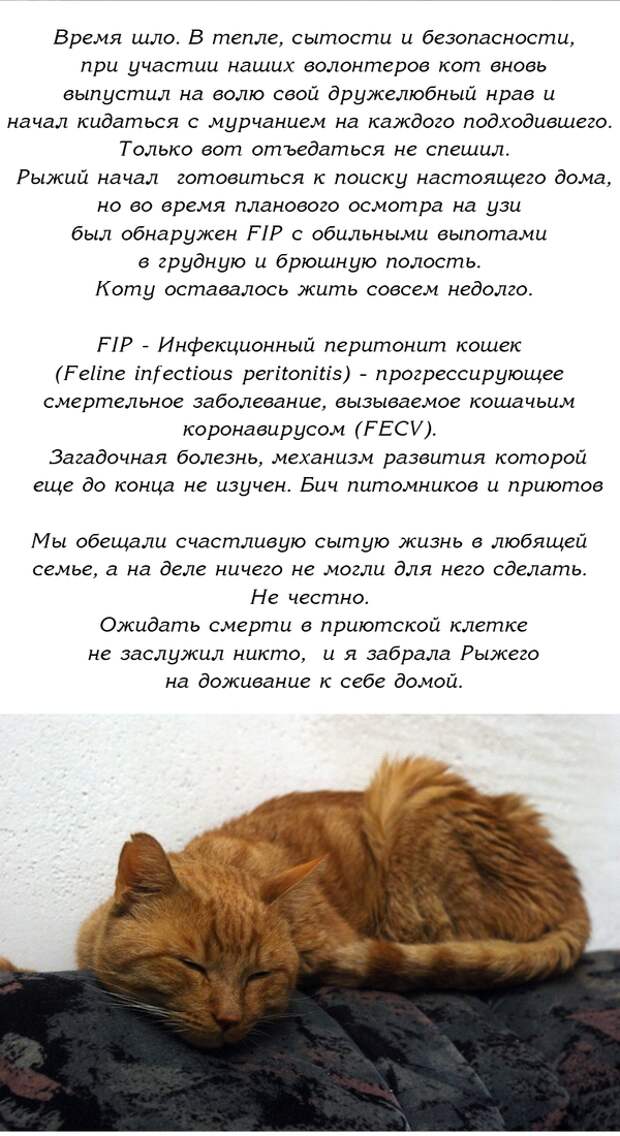История одного доброго кота История одного доброго кота доброго кота, история