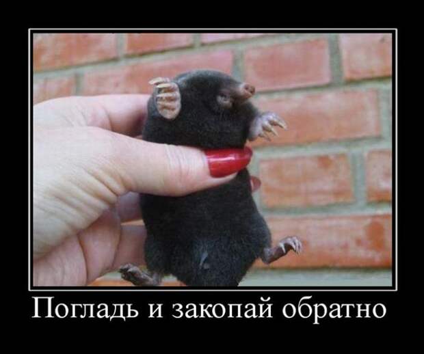 Пятничная подборка демотиваторов демотиватор, юмор