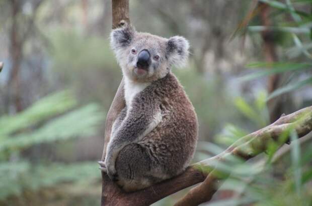 коала