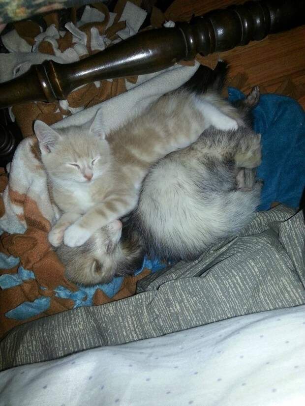 дружба двух хорьков и котенка, рыжи котенок дружит с хорьками, котоено и хорьки