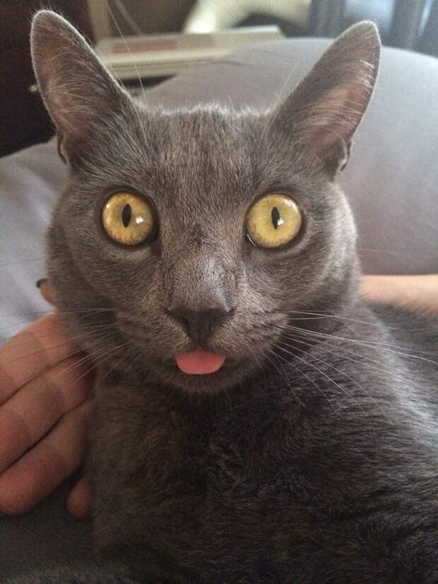 Удивленный кот и его язык.