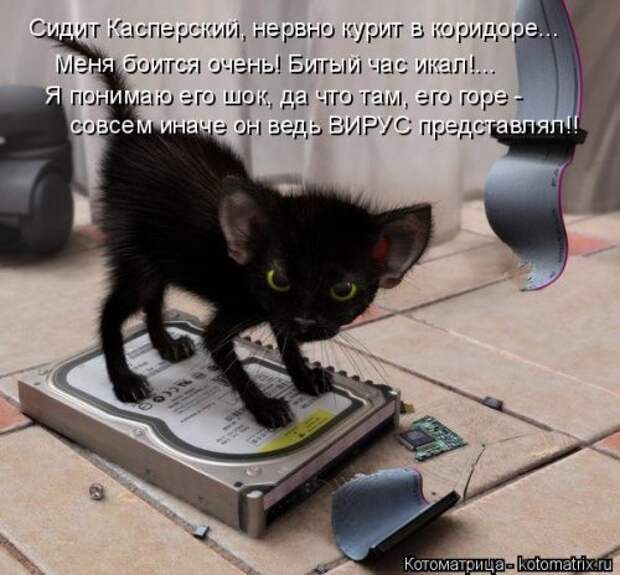 Свежая котоматрица (37 фото)