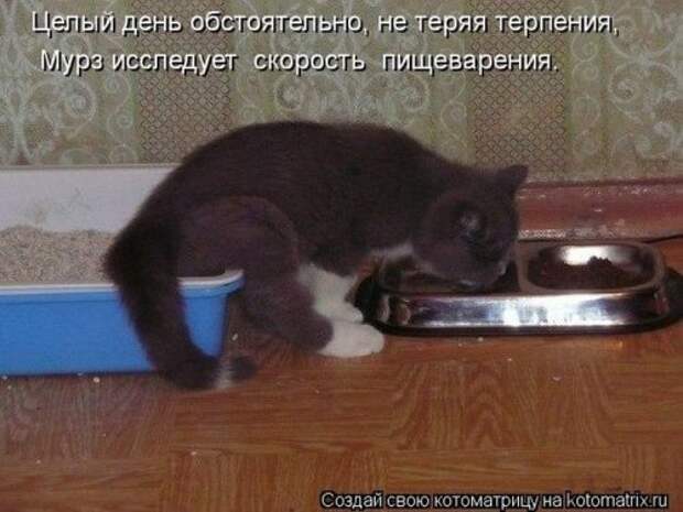 Лучшие котоматрицы недели (29 фото)