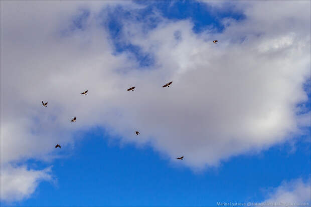 DME birds