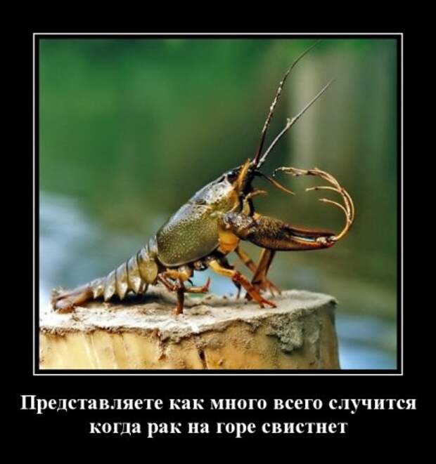 Демотиватоы любой день прикольным сделают.