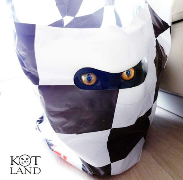 ниндзя кот 