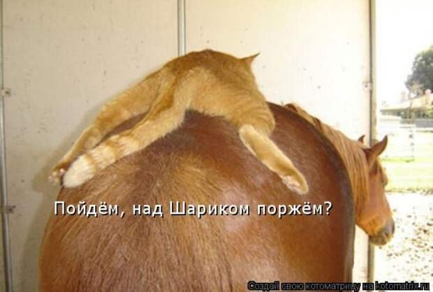 Лучшие котоматрицы недели