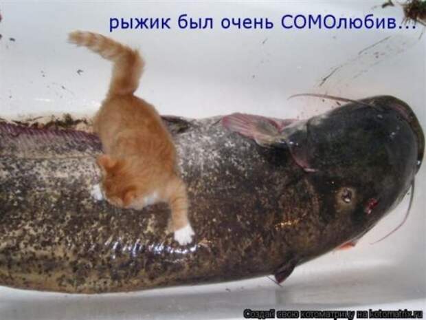 Новые юморные котоматрицы (27 шт) Новые юморные котоматрицы (27 шт)