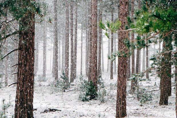Зима в лесу. Фото: открытый источник