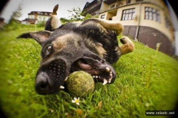 funny_animals_006