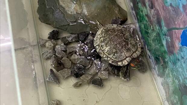 Черепахе, которую подбросили в пруд "Изумрудного", нашли дом