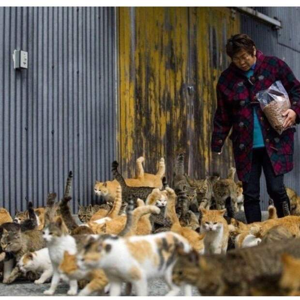 кошки, Япония