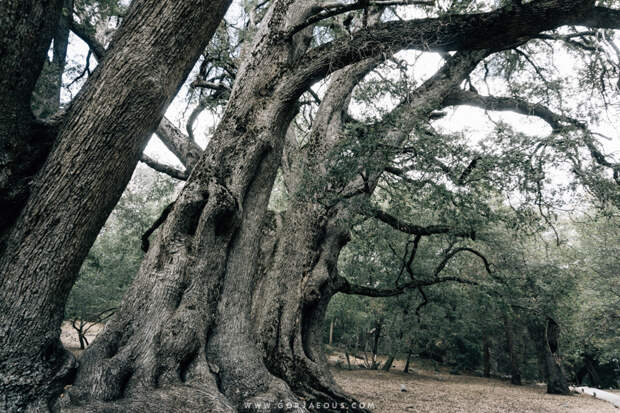 Palomar Mountain State Park-12.jpg