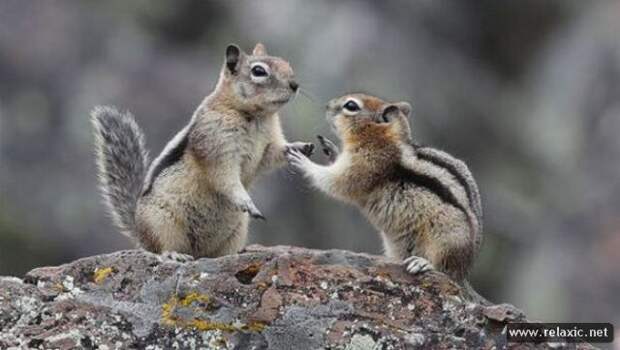 funny_animals_063