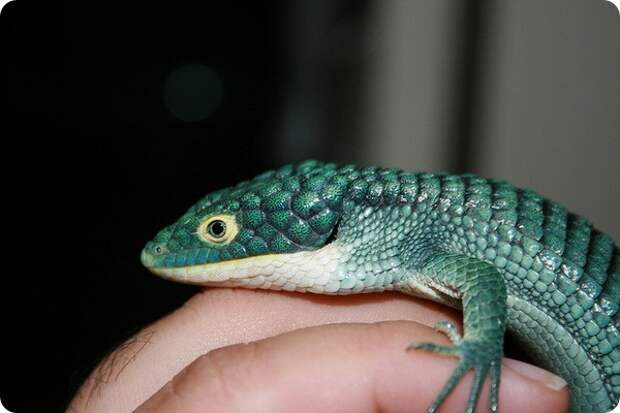 Древесная аброния (лат. Abronia graminea)