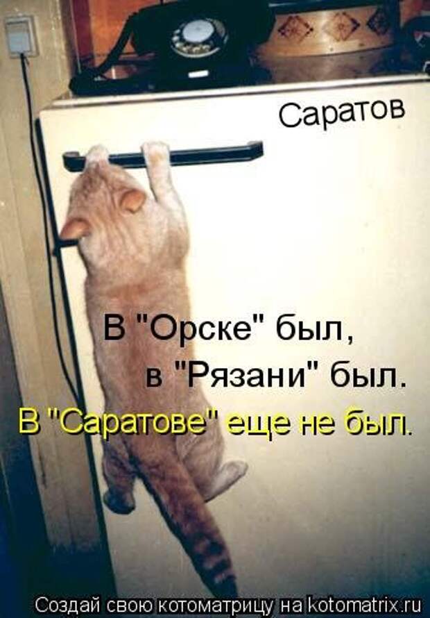 Котоматрицы, животные приколы.