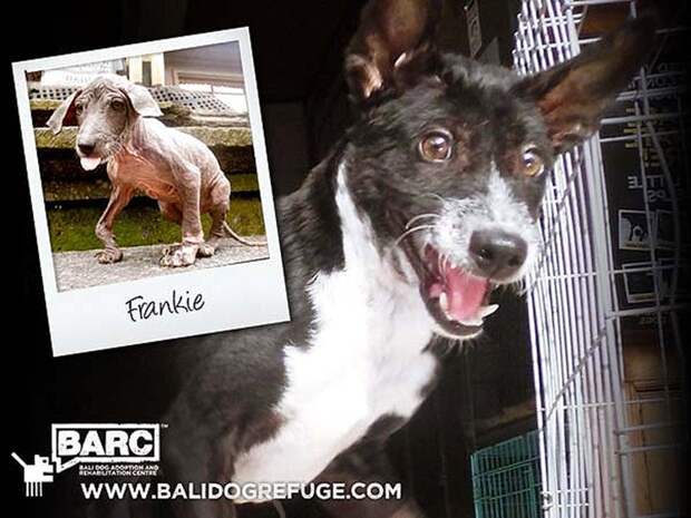Frankie08 Спасение и невероятное преображение пса Фрэнки, найденного в канаве