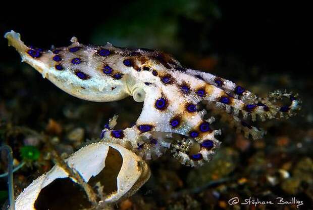 Самые ядовитые животные планеты Синекольчатый осьминог (Hapalochlaena lunulata), фото головоногие моллюски фотография