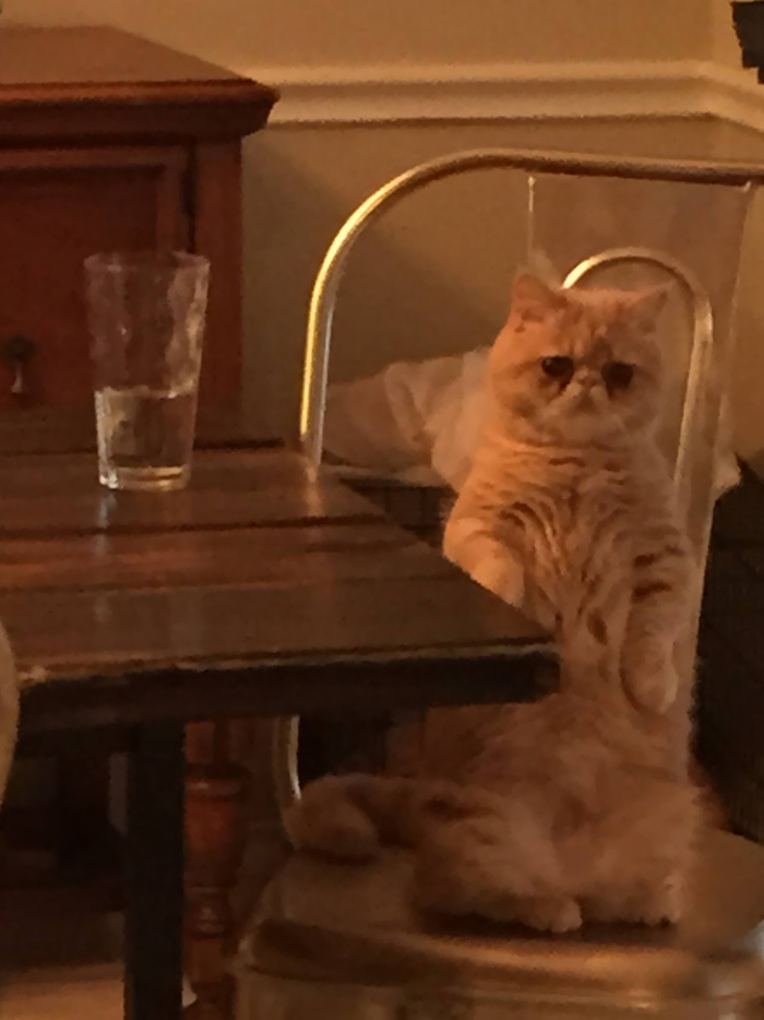 кот Джорж 