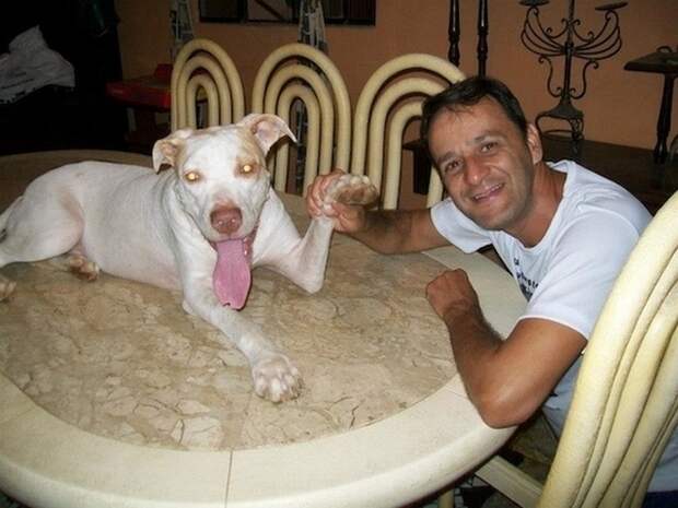 собака