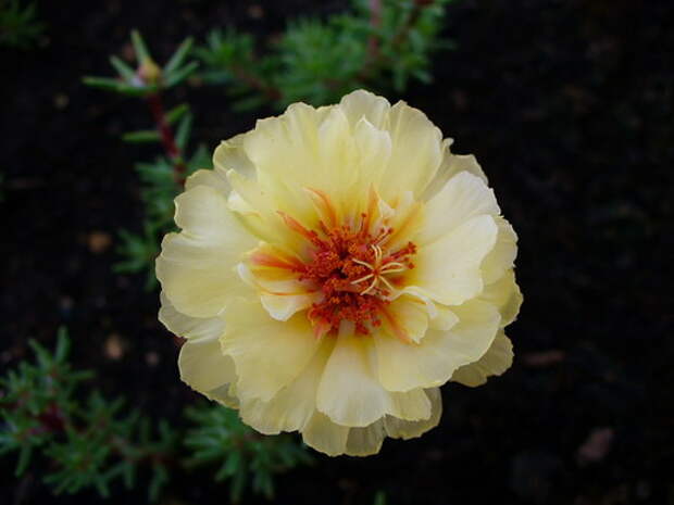 Портулак (Portulaca) Портулак (Portulaca)