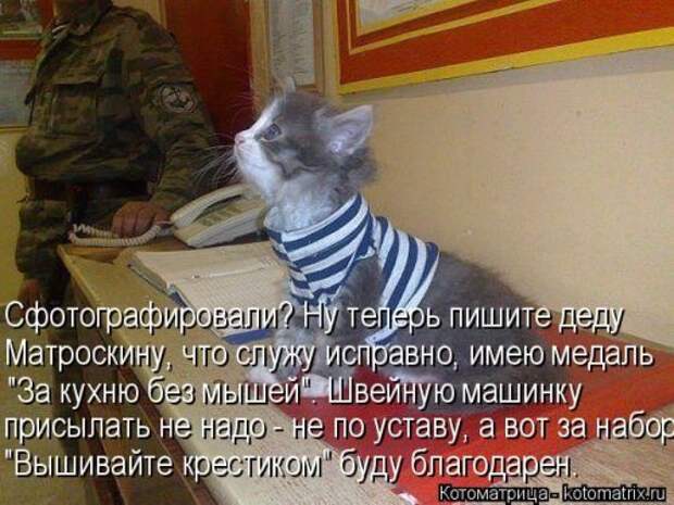 Свежая котоматрица (33 фото)
