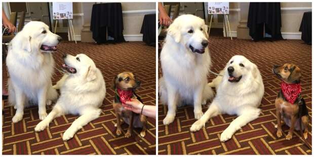 Beagle and Great Pyrenees