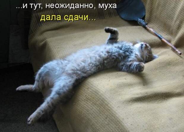 животные