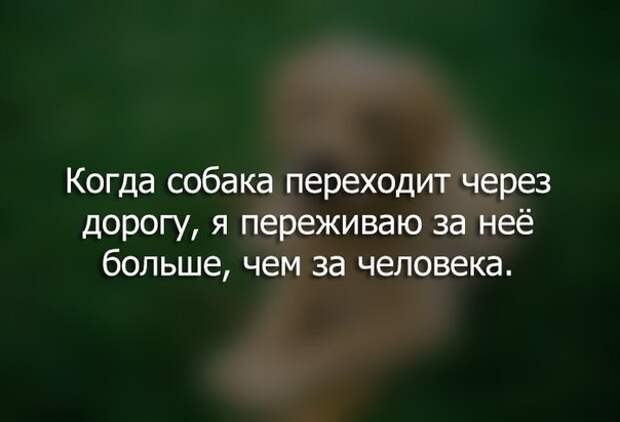 Смешные картинки с надписями прикол, юмор