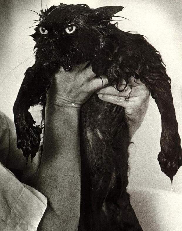 кошки купаются 15