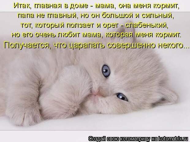 Лучшие котоматрицы недели