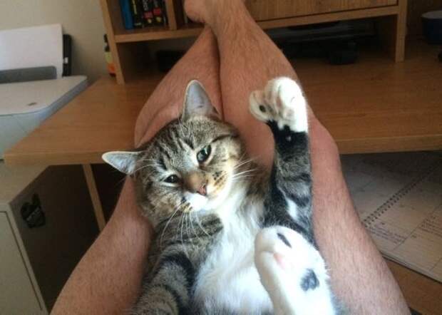 Без кота и жизнь не та