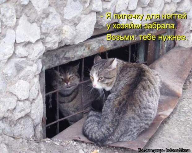 Котоматрицы (картинки с надписями)