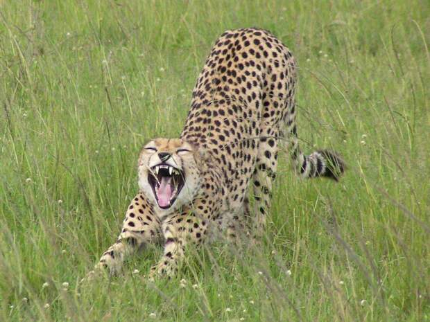Comedy Wildlife Photo Awards 17