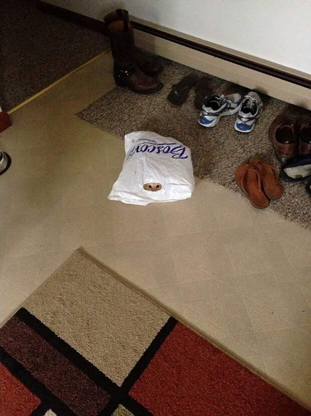 ниндзя кот