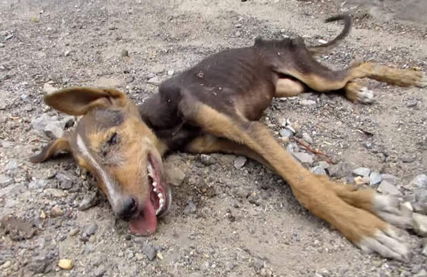 Они нашли на улице мертвую собаку. Как вдруг случилось нечто невозможное...