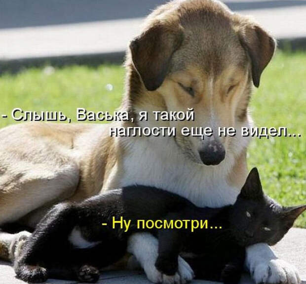 Смешные животные из КотоМатрицы (49 шт.)