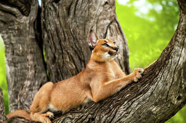 С Днем кошек! 